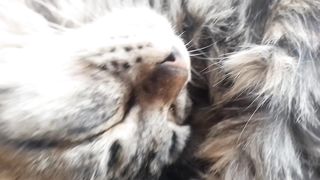 Naughty cat