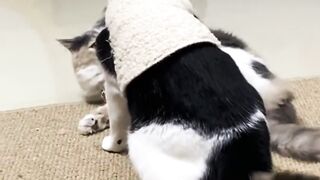 Cats Playing
