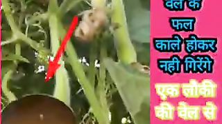 लौकी वेल के फल काले होकर नही गिरेंगे डालें यह जैविक दवाई