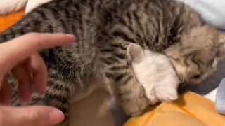Naughty Cats