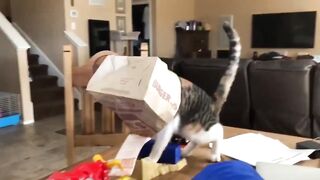 Funny cats & Dogs 2023 compilation???????? ( PART 1 )
