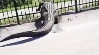 Crocodile Power
