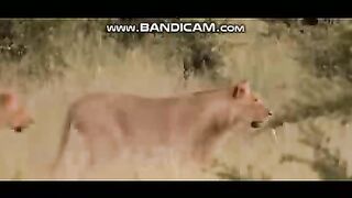 Pets or Animals Videos 4-3-2003-1