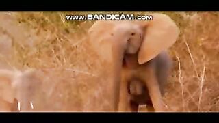 Pets or Animals Videos 4-3-2003-2