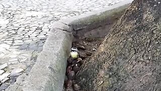 The Bird