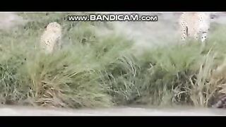 Pets or Animals Videos 4-3-2003-3