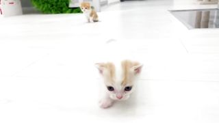 Willy the kitten teaches his sister to run
