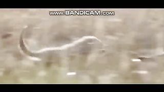 Pets or Animals Videos 4-3-2003-4