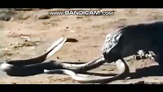 Pets or Animals Videos 4-3-2003-5