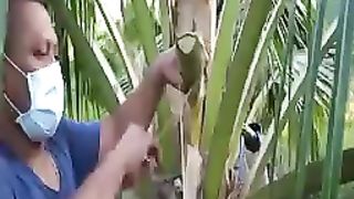 150 years history of making coconut sugar in Thailand #25#9947Asim#