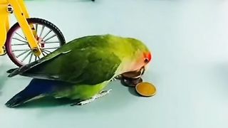 Green Parrot cycling funny video