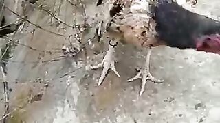 Amroha Aseel Murgi.