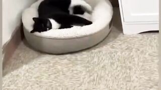 Funny cat video