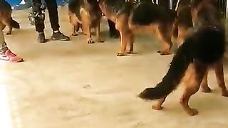 German shepherd dog,s