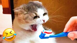 Funny cats and dog