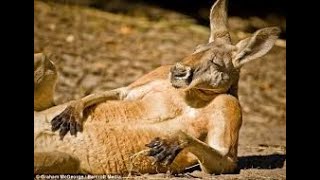 Funniest Animals 2023 ???? Funniest Cats and Dogs ????????