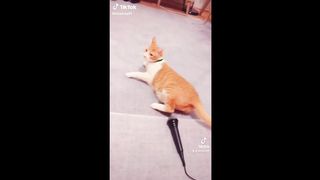 Chat Drôle