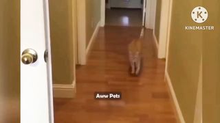 Funniest Fails Of The Year Compilation