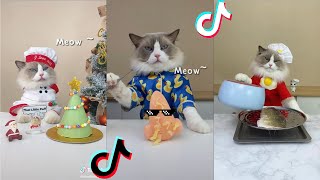 THE MOST FUNNY FOUR-LEGS. POSITIVE FOR THE WHOLE DAY!!!????????