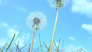 Dandelion's Promise
