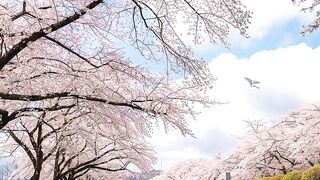 Sakura Avenue