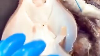 Видео бомба! Кольмар как котенок! )))