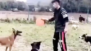 дресировщик собак