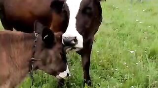 Любовь мамы 2