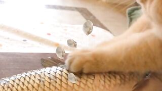Funny cat