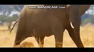 Pets or Animals Videos 4-3-2023-13.