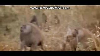 Pets or Animals Videos 4-3-2023-11