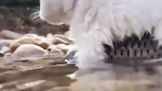 A puppy and a brave fish