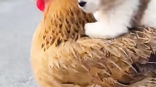 a puppy and a chicken