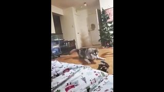 dog funny