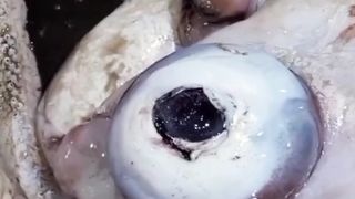 Deep sea creature