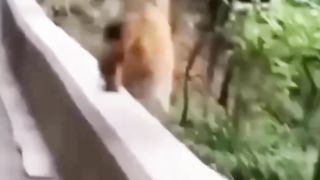monkey alcohol experiment