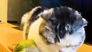 Funny Animal!!!! you have a new Funny Animal Video!!!!!