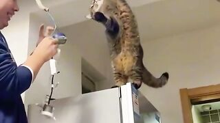 La chat ???? électricienne ????