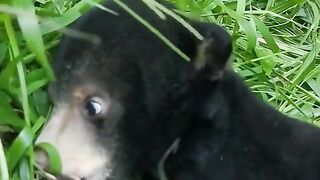 Sweat Puppy Bear