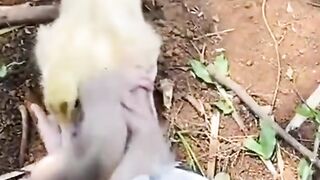 Monkey and Duck Love