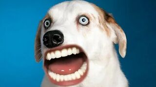 Funny Animal Videos. Try Not To Laugh!!!!))