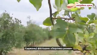 Саженцы