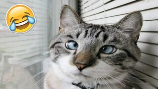 Funniest Cats Videos!!!))))