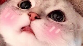 Cute Animal)))))!!!!!! Today we have a new Cute Animal Video!!!
