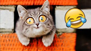 Funny Animal Videos ???? Try Not To Laugh ???? Funniest Cats And Dogs Videos