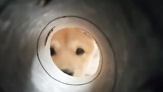 The Best DOG Videos on Youtube!! ???? (Compilation of Funny Doggos) ????