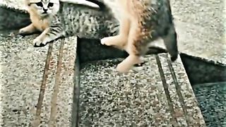 The best video on Febspot 2023 top video