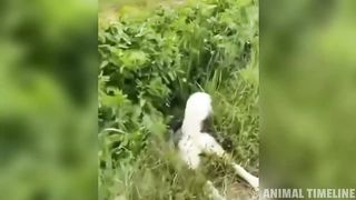 Funniest Husky Videos | Funny and Cute Huskies Compilation