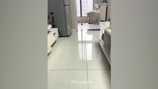 Dog Reaction - Watch These Funny Dogs Scared Weird Things - Pets Island
