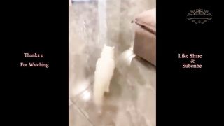 funny cat videos | cat and dog | dog video